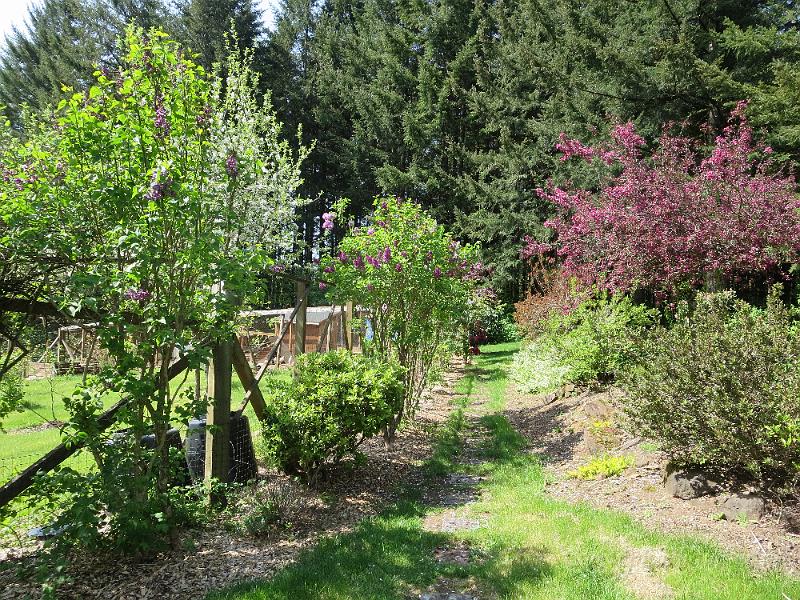 IMG_0237.jpg - Garden path to chicken coop.